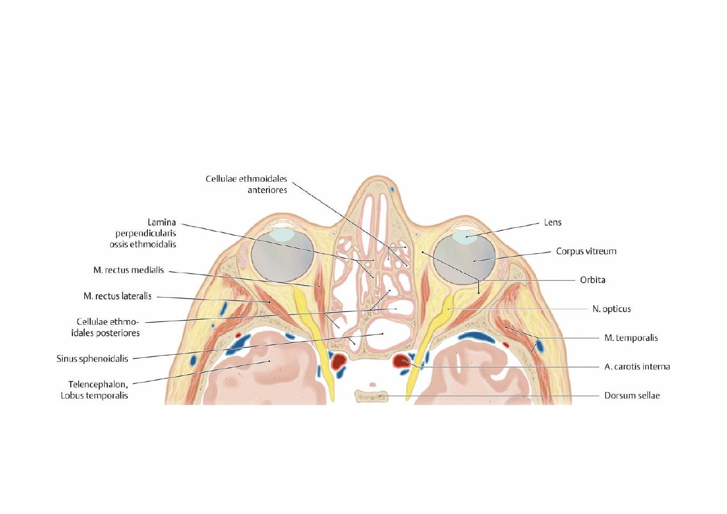 Head