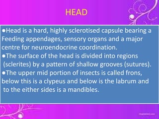 Head | PPTX