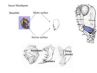 Mandible
Insect Mouthparts
Incisor surface
Molar surface
 
