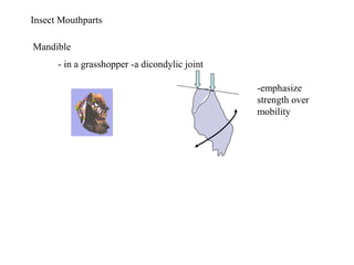 Mandible
Insect Mouthparts
- in a grasshopper -a dicondylic joint
-emphasize
strength over
mobility
 
