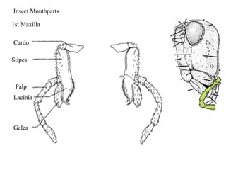 Cardo
Stipes
Lacinia
Galea
Palp
Insect Mouthparts
1st Maxilla
 