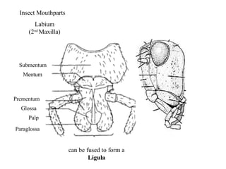 Labium
(2nd
Maxilla)
Mentum
Prementum
Paraglossa
Glossa
Palp
can be fused to form a
Ligula
Insect Mouthparts
Submentum
 