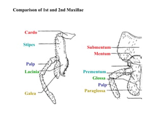 Cardo
Stipes
Lacinia
Galea
Palp
Mentum
Prementum
Paraglossa
Glossa
Palp
Submentum
Comparison of 1st and 2nd Maxillae
 