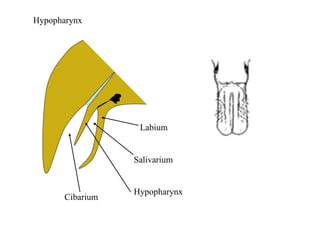 Hypopharynx
Cibarium
Salivarium
Hypopharynx
Labium
 
