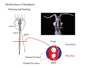 Modifications of Mouthparts
Mandibles
Maxillae
Front
Back
-Piercing and Sucking
Channel for saliva
Channel for food
 