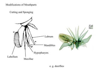 Modifications of Mouthparts
Cutting and Sponging
Hypopharynx
Labellum
Maxillae
Mandibles
Labrum
e. g. deerflies
 