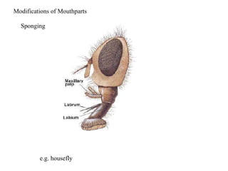 Modifications of Mouthparts
Sponging
e.g. housefly
 