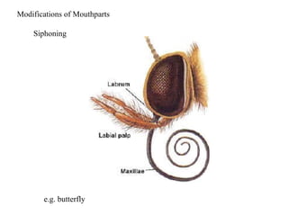 Modifications of Mouthparts
Siphoning
e.g. butterfly
 