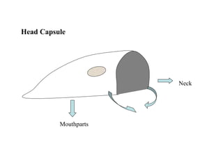 Head Capsule
Mouthparts
Neck
 