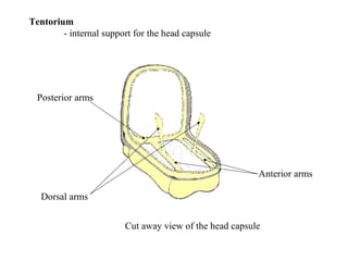 Tentorium
- internal support for the head capsule
Cut away view of the head capsule
Anterior arms
Posterior arms
Dorsal arms
 