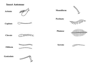 Insect Antennae
Aristate
Capitate
Clavate
Filiform
Geniculate
Monoliform
Pectinate
Plumose
Serrate
 