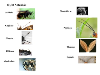 Insect Antennae
Aristate
Capitate
Clavate
Filiform
Geniculate
Monoliform
Pectinate
Plumose
Serrate
 