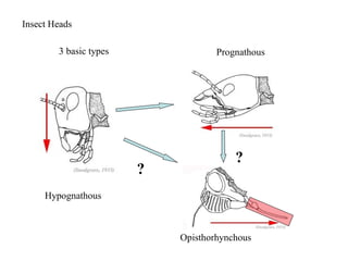 Insect Heads
3 basic types
?
?
Hypognathous
Prognathous
Opisthorhynchous
 