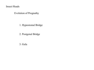 Insect Heads
Evolution of Prognathy
1. Hypostomal Bridge
2. Postgenal Bridge
3. Gula
 