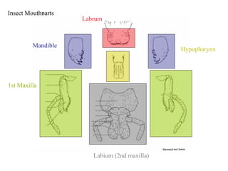 Insect Mouthparts
Labrum
Mandible
1st Maxilla
Labium (2nd maxilla)
Hypopharynx
 
