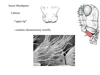 Labrum
Insect Mouthparts
-”upper lip”
- contains chemosensory sensilla
 