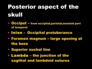 Posterior aspect of the skull Occiput –  from occipital,parietal,mastoid part of temporal Inion  -  Occipital protuberance  Foramen magnum – large opening at the base Superior nuchal line Lambda  – the junction of the sagittal and lambdoid sutures 