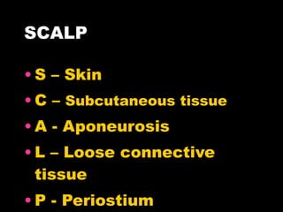 SCALP S – Skin C –  Subcutaneous tissue A - Aponeurosis L – Loose connective tissue  P - Periostium 