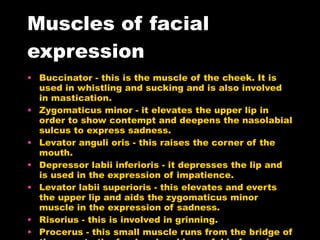 Muscles of facial expression Buccinator - this is the muscle of the cheek. It is used in whistling and sucking and is also involved in mastication.  Zygomaticus minor - it elevates the upper lip in order to show contempt and deepens the nasolabial sulcus to express sadness.  Levator anguli oris - this raises the corner of the mouth.  Depressor labii inferioris - it depresses the lip and is used in the expression of impatience.  Levator labii superioris - this elevates and everts the upper lip and aids the zygomaticus minor muscle in the expression of sadness.  Risorius - this is involved in grinning.  Procerus - this small muscle runs from the bridge of the nose to the forehead and is useful in frowning and in reducing the glare of bright lights.  Platysma - this is a sheet-like muscle which covers the neck and lower face. It has an embryological role related to the facial nerve.  