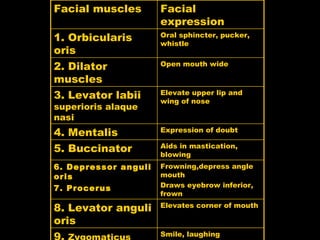 Facial muscles Facial expression 1. Orbicularis oris Oral sphincter, pucker, whistle 2. Dilator muscles Open mouth wide 3. Levator labii  superioris alaque nasi Elevate upper lip and wing of nose 4. Mentalis Expression of doubt 5. Buccinator Aids in mastication, blowing 6. Depressor anguli oris 7. Procerus Frowning,depress angle mouth Draws eyebrow inferior, frown 8. Levator anguli oris Elevates corner of mouth 9.  Zygomaticus major Smile, laughing 10.  Zygomaticus minor Raise upper lips in sadness 11.Levator labii superioris Deepens nasolabial sulcus in sadness 12.Depressor labii inferior Draws lips  laterally in impatience 13. Risorius 14. Platysma From platysma n maseter, grin Draws mouth inferior,  grimace or horror 