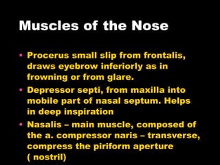 Muscles of the Nose Procerus small slip from frontalis, draws eyebrow inferiorly as in frowning or from glare. Depressor septi, from maxilla into mobile part of nasal septum. Helps in deep inspiration Nasalis – main muscle, composed of the a. compressor naris – transverse, compress the piriform aperture ( nostril) b. dilator naris – alar (wing) part, from maxilla to alar cartilage  * All innervated by buccal branch of facial nerve 