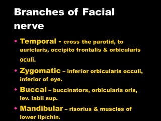 Branches of Facial nerve Temporal -  cross the parotid, to auriclaris, occipito frontalis & orbicularis oculi.   Zygomatic  – inferior orbicularis occuli, inferior of eye. Buccal  – buccinators, orbicularis oris, lev. labii sup. Mandibular  – risorius & muscles of lower lip/chin. Cervical  – platysma and superficial neck muscles.   