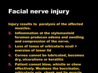 Facial nerve injury Injury results to  paralysis of the affected muscles.  Inflammation at the stylomastoid foramen produces edema and swelling and compression of the nerve. Loss of tonus of orbicularis oculi > eversion of lower lid Cornea cannot be lubricated, becomes dry, ulcerations or keratitis Patient cannot blow, whistle or chew effectively. Weakens the buccinator, orbicularis oris, cheek and lip muscle. Results to  displacement and drooping of mouth corners due to contraction of unopposed contralateral facial muscles cause saliva and food dribbling at the sides of the mouth. 