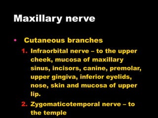 Maxillary nerve Cutaneous branches Infraorbital nerve – to the upper cheek, mucosa of maxillary sinus, incisors, canine, premolar, upper gingiva, inferior eyelids, nose, skin and mucosa of upper lip. Zygomaticotemporal nerve – to the temple Zygomaticofacial nerve – to the face at the zygoma 