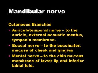 Mandibular nerve Cutaneous Branches  Auriculotemporal nerve – to the auricle, external acoustic meatus, tympanic membrane. Buccal nerve – to the buccinator, mucosa of cheek and gingiva Mental nerve – to the chin mucous membrane of lower lip and inferior labial fold. 
