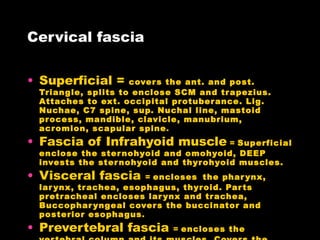 Cervical fascia Superficial =  covers the ant. and post. Triangle, splits to enclose SCM and trapezius. Attaches to ext. occipital protuberance. Lig. Nuchae, C7 spine, sup. Nuchal line, mastoid process, mandible, clavicle, manubrium, acromion, scapular spine . Fascia of Infrahyoid muscle  =  Superficial enclose the sternohyoid and omohyoid, DEEP invests the sternohyoid and thyrohyoid muscles. Visceral fascia  =  encloses   the pharynx, larynx, trachea, esophagus, thyroid. Parts pretracheal encloses larynx and trachea, Buccopharyngeal covers the buccinator and posterior esophagus . Prevertebral fascia  =  encloses the vertebral column and its muscles. Covers the prevertebral muscles and forms the floor of posrterior triangle.  Sibsons fascia ( suprapleural membrane deep to the scalene muscle) covers the cervical pleura. 