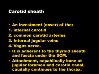Carotid sheath An investment (cover) of the: 1. internal carotid  2. common carotid arteries 3. Internal jugular veins 4. Vagus nerve. It is adherent to the thyroid sheath and fascia under the SCM. Attachment, cepahlically bone at jugular foramen and carotid canal, caudally continues to the thorax. 