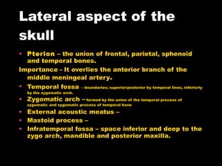 Lateral aspect of the skull Pterion  – the union of frontal, parietal, sphenoid and temporal bones.  Importance - It overlies the anterior branch of the middle meningeal artery . Temporal fossa   – boundaries; superior/posterior by temporal lines, inferiorly by the zygomatic arch. Zygomatic arch –  formed by the union of the temporal process of zygomatic and zygomatic process of temporal bone External acoustic meatus –  Mastoid process –  Infratemporal fossa – space inferior and deep to the zygo arch, mandible and posterior maxilla. 