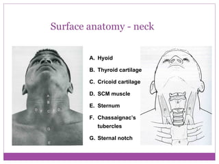 Head And Neck | PPT