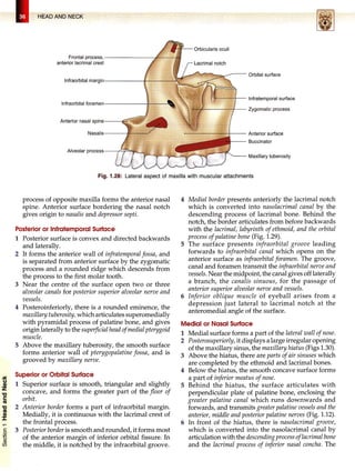 HEAD-NECK & BRAIN.pdf head and neck anatomy | PDF