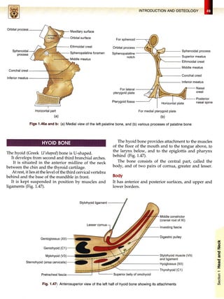 HEAD-NECK & BRAIN.pdf head and neck anatomy | PDF