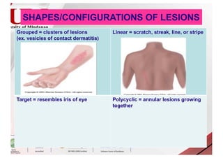 Linear Vesicles HEAD-TO-TOE-ASSESSMENT-NCM-101lectnL.pdf