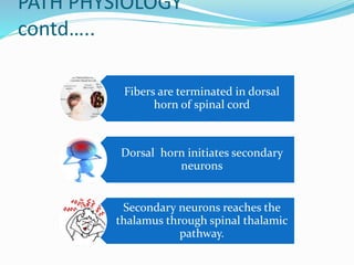 PATH PHYSIOLOGY
contd…..
Fibers are terminated in dorsal
horn of spinal cord
Dorsal horn initiates secondary
neurons
Secondary neurons reaches the
thalamus through spinal thalamic
pathway.
 