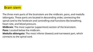 Brain stem
The three main parts of the brainstem are the midbrain, pons, and medulla
oblongata. These parts are located in descending order, connecting the
spinal cord to the forebrain and controlling vital functions like breathing,
heart rate, and blood pressure.
Midbrain: The most superior (uppermost) section of the brainstem.
Pons: Located below the midbrain.
Medulla oblongata: The most inferior (lowest) and narrowest part, which
connects to the spinal cord.
 