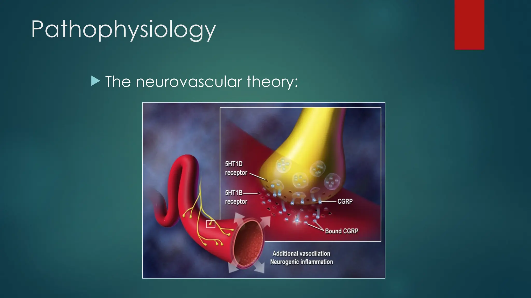Pathophysiology
 The neurovascular theory:
 