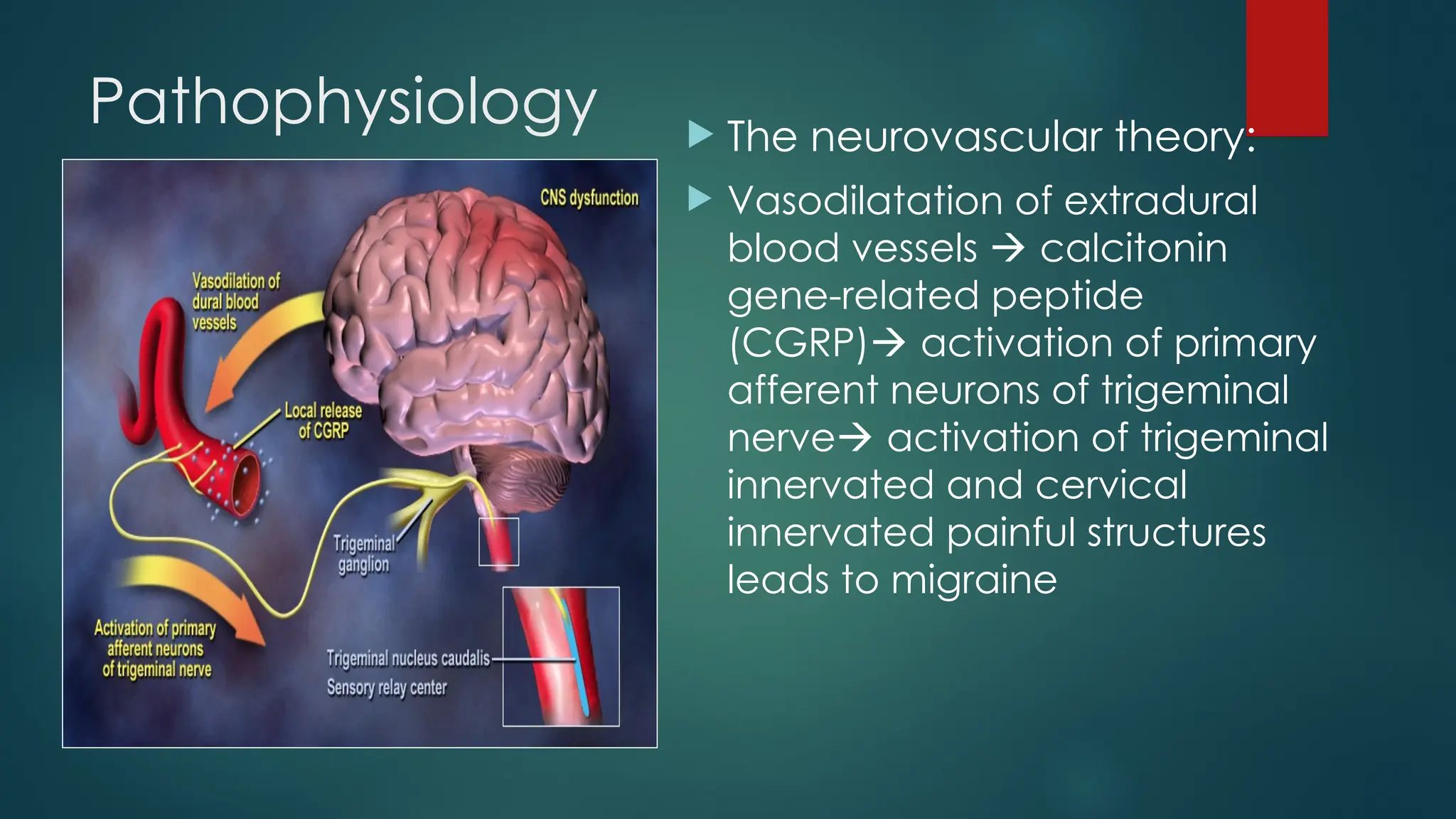Pathophysiology  The neurovascular theory:
 Vasodilatation of extradural
blood vessels  calcitonin
gene-related peptide
(CGRP) activation of primary
afferent neurons of trigeminal
nerve activation of trigeminal
innervated and cervical
innervated painful structures
leads to migraine
 