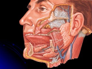 head anatomy in ent departmentssssss.ppt