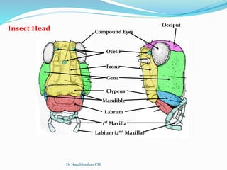 Insect Labium Labeled Head and its appendages of insects | PPTX