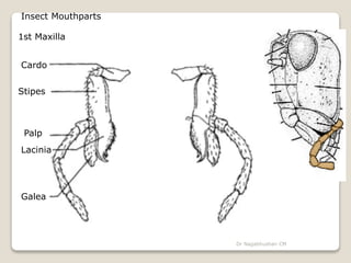 Cardo Insects Head and its appendages of insects | PPTX