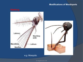 Multiple Headed Insect Head and its appendages of insects | PPTX