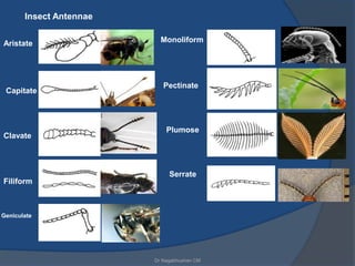 Insect Without Appendages Head and its appendages of insects | PPTX