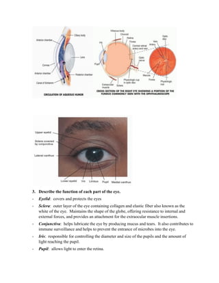 3. Describe the function of each part of the eye.
-   Eyelid: covers and protects the eyes
-   Sclera: outer layer of the eye containing collagen and elastic fiber also known as the
    white of the eye. Maintains the shape of the globe, offering resistance to internal and
    external forces, and provides an attachment for the extraocular muscle insertions.
-   Conjunctiva: helps lubricate the eye by producing mucus and tears. It also contributes to
    immune surveillance and helps to prevent the entrance of microbes into the eye.
-   Iris: responsible for controlling the diameter and size of the pupils and the amount of
    light reaching the pupil.
-   Pupil: allows light to enter the retina.
 