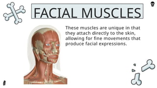 head and neck.pptx written report for anatomy and physiology | PPTX