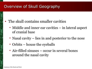 Overview of Skull Geography


 • The skull contains smaller cavities
        • Middle and inner ear cavities – in lateral ...