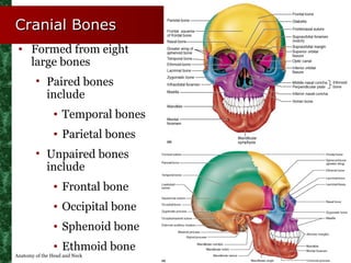 Cranial Bones
 • Formed from eight
   large bones
        • Paired bones
          include
               • Temporal bones...