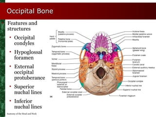 Occipital Bone
• Features and
  structures
    • Occipital
      condyles
    • Hypoglossal
      foramen
    • External
 ...